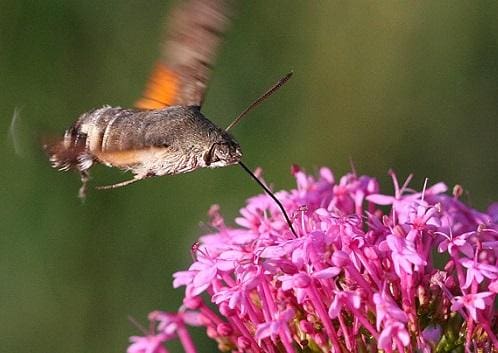 Questa immagine ha l'attributo alt vuoto; il nome del file è falena-impollinatrice.jpg