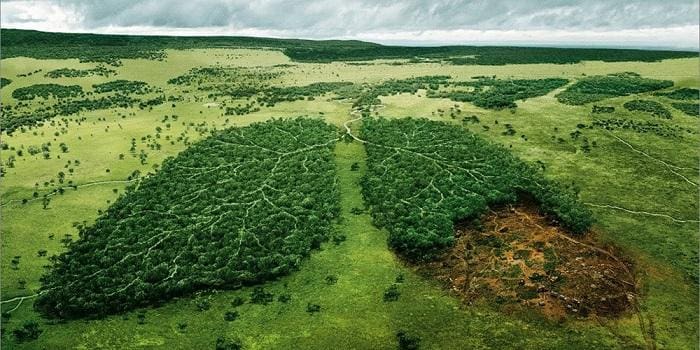 Questa immagine ha l'attributo alt vuoto; il nome del file è Deforestazione.jpg