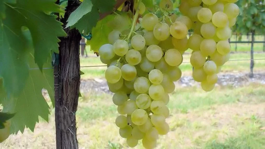 Il vermentino sardo trionfa: il Siddùra “Maìa” è il  miglior vino della sua categoria